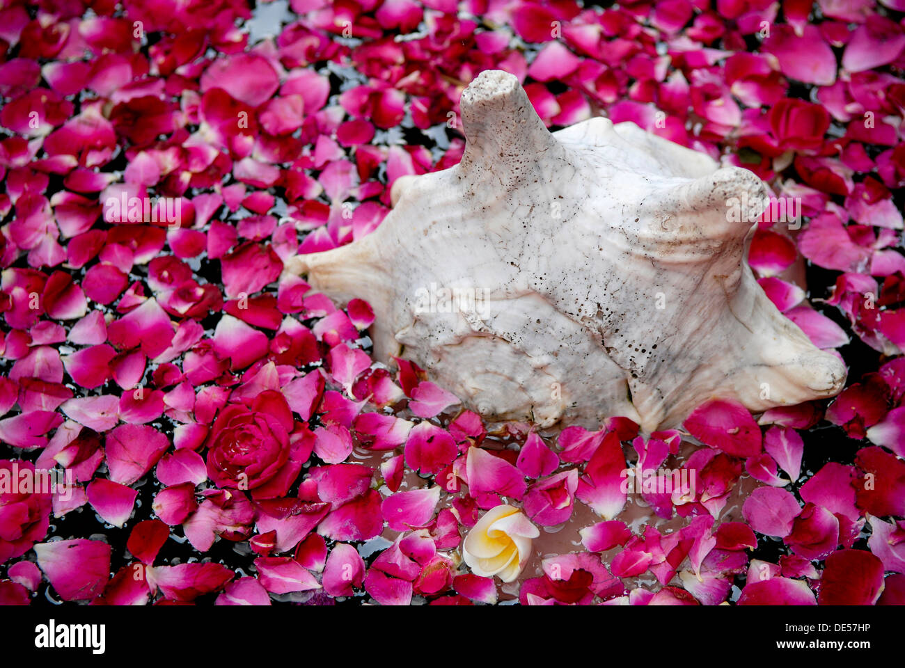 Hotel rose petal india