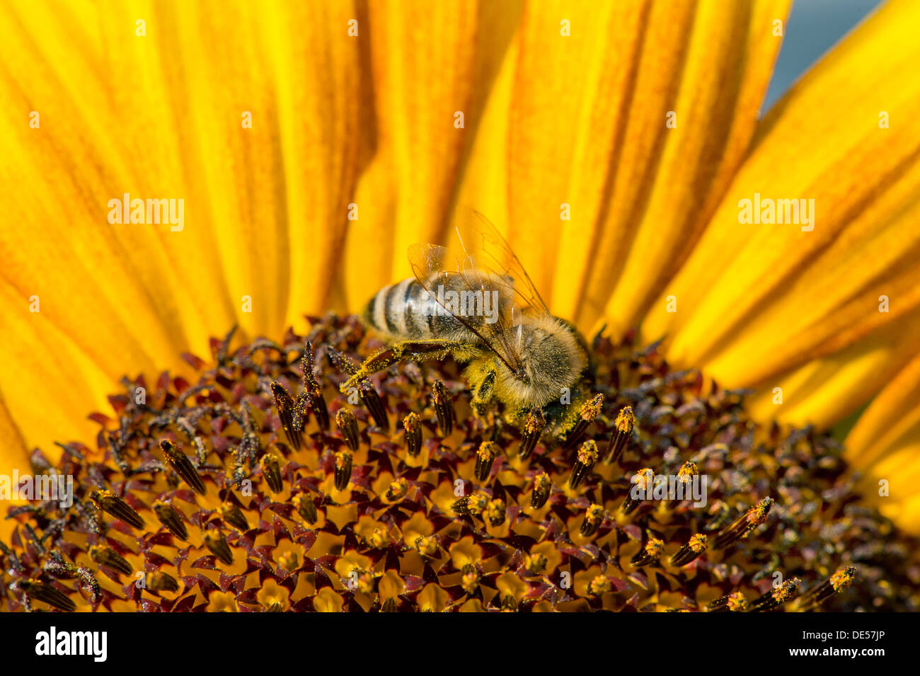 Western honey bee (Apis mellifera) perched on a sunflower (Helianthus annuus), detailed view of the blossom, Stuttgart Stock Photo