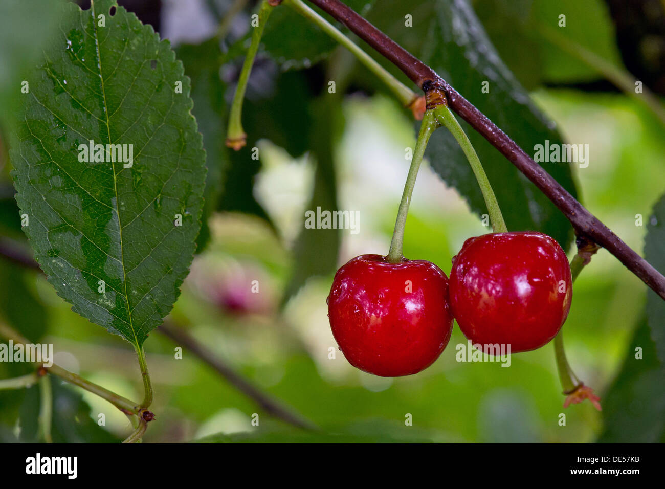 Sour Cherry or Morello Cherry (Prunus cerasus), Obersoellbach, Hohenlohe, Baden-Wuerttemberg Stock Photo