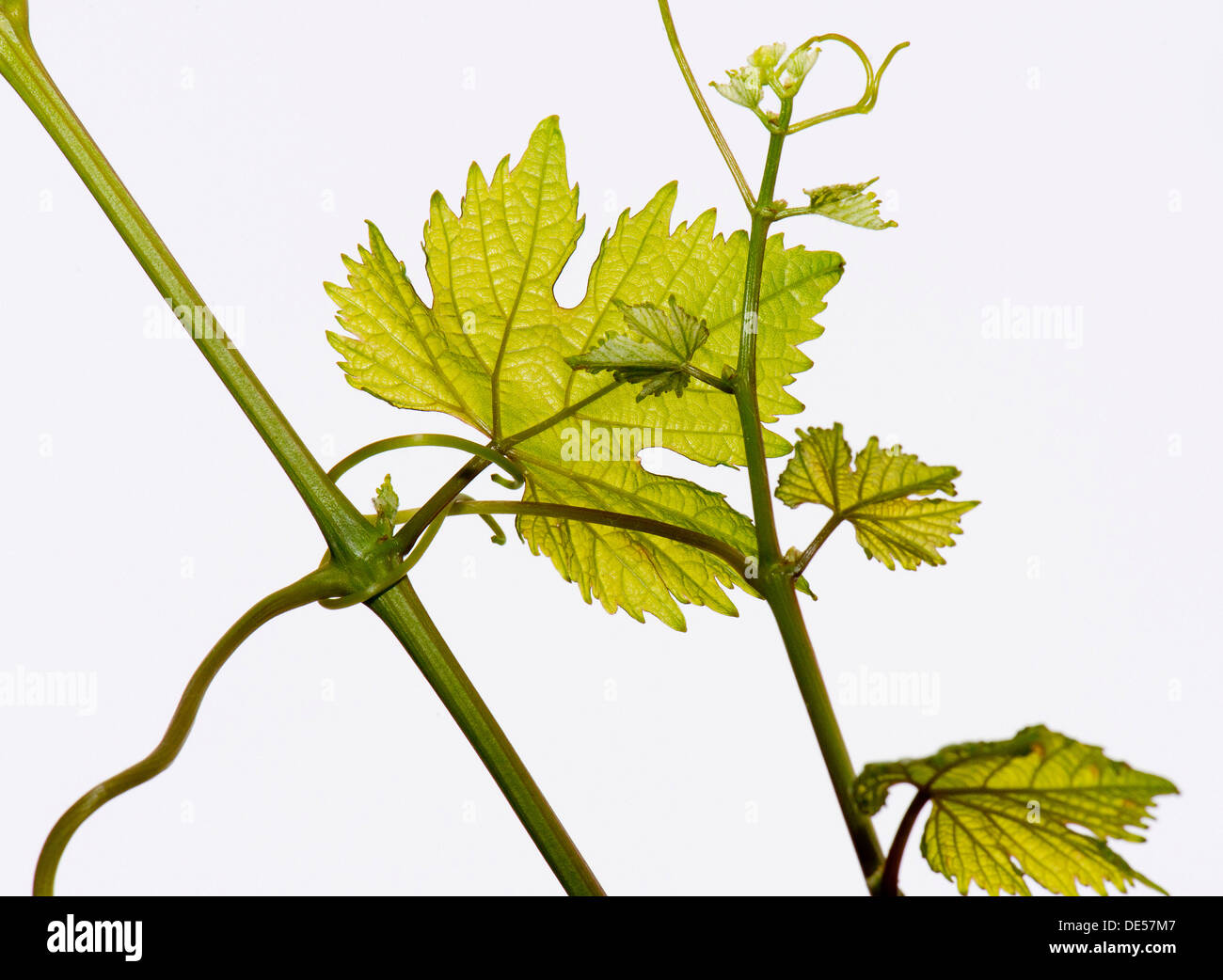 Leaves of a Grapevine (Vitis vinifera), Obersoellbach, Hohenlohe, Baden-Wuerttemberg Stock Photo