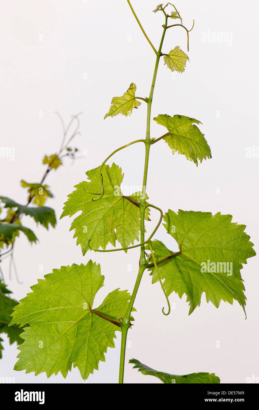 Leaves of a Grapevine (Vitis vinifera), Obersoellbach, Hohenlohe, Baden-Wuerttemberg Stock Photo