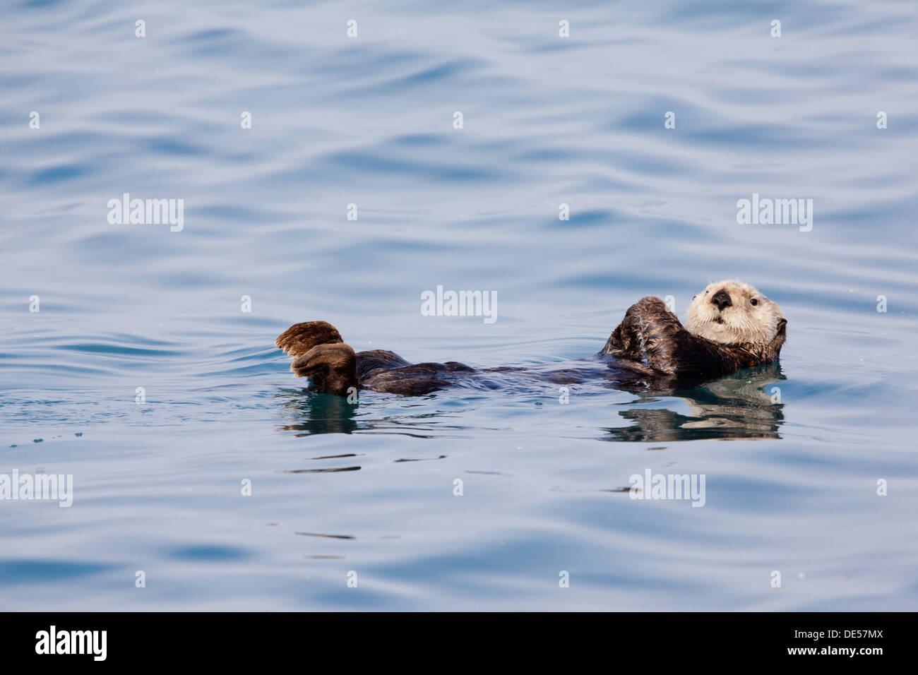 Sea otter - Enhydra lutris -, Kenai Fjords National Park, Alaska, U.S.A. Stock Photo