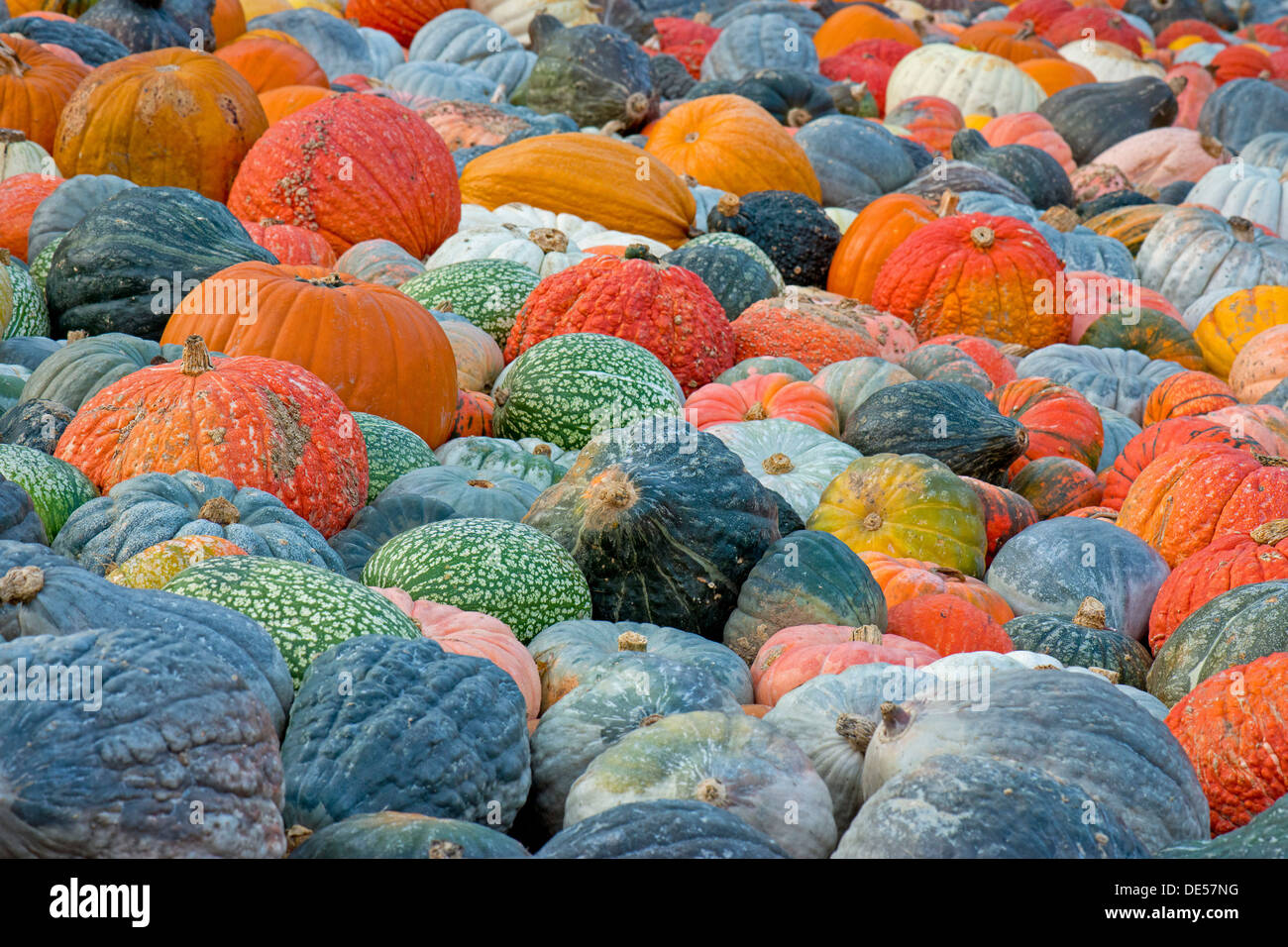 Different varieties of pumpkins, squashes and gourds (Cucurbita pepo), Baden-Wuerttemberg Stock Photo
