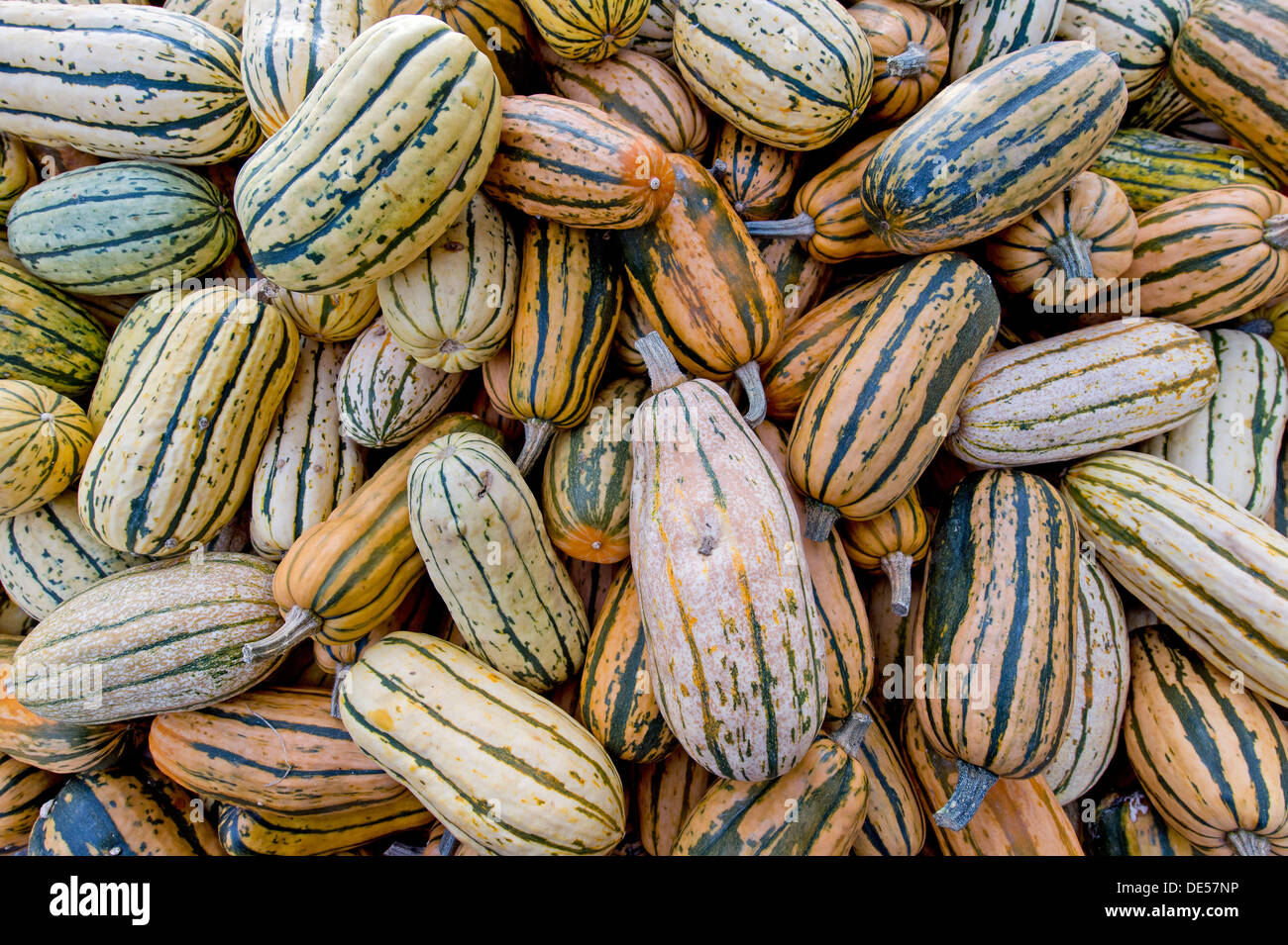 Delicata pumpkins (Cucurbita), Baden-Wuerttemberg Stock Photo