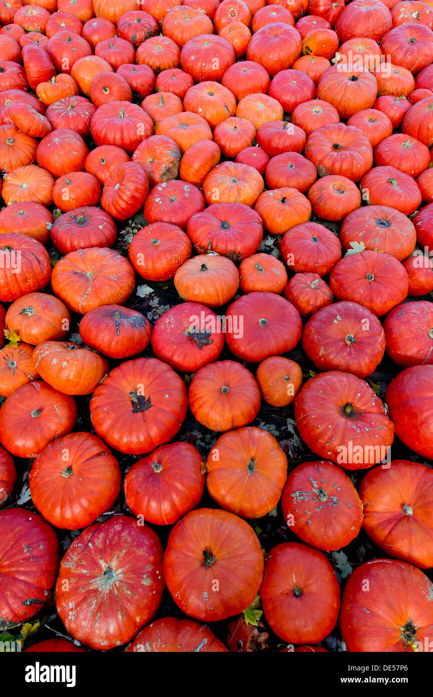 Edible pumpkins or squashes (Cucurbita), Baden-Wuerttemberg Stock Photo