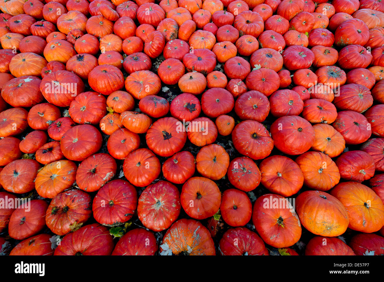 Edible pumpkins or squashes (Cucurbita), Baden-Wuerttemberg Stock Photo