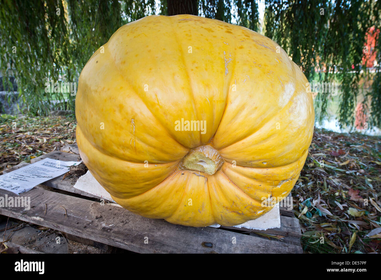 Yellow pumpkin (Cucurbita), Baden-Wuerttemberg Stock Photo