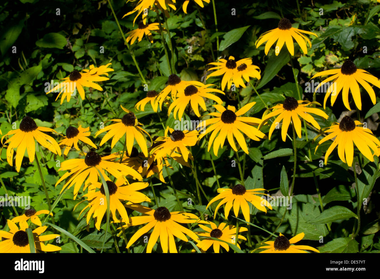 Blackeyed Susan flowers Stock Photo Alamy