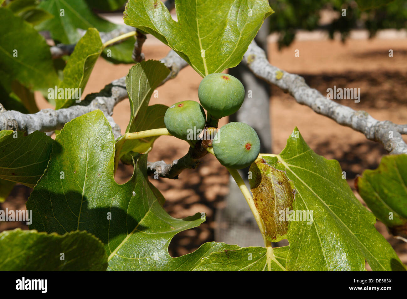 Fig fruits seen in a fig trees farm in the Spanish island of Mallorca