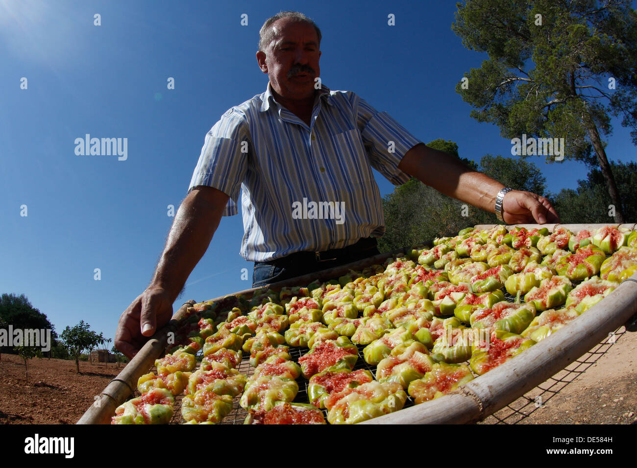 Fig fruits are dried to the sun after being cropped in a fig trees farm