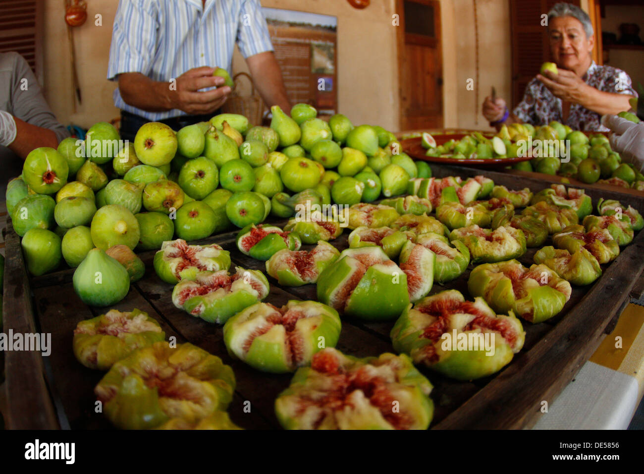 Fig fruits are dried to the sun after being cropped in a fig trees farm