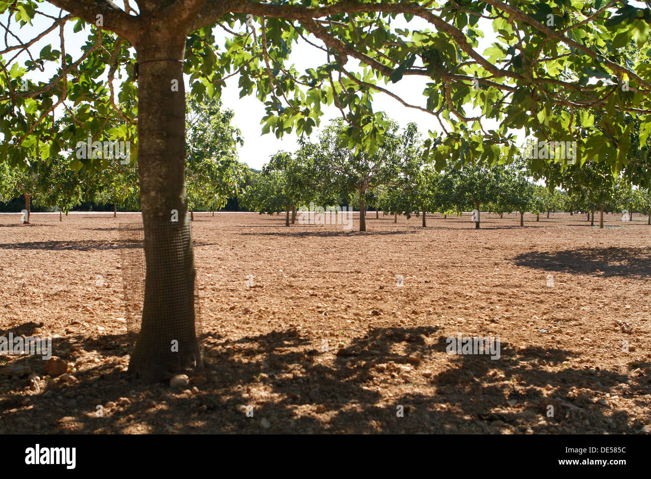 Fig trees are seen in a farm in the Spanish island of Mallorca Stock