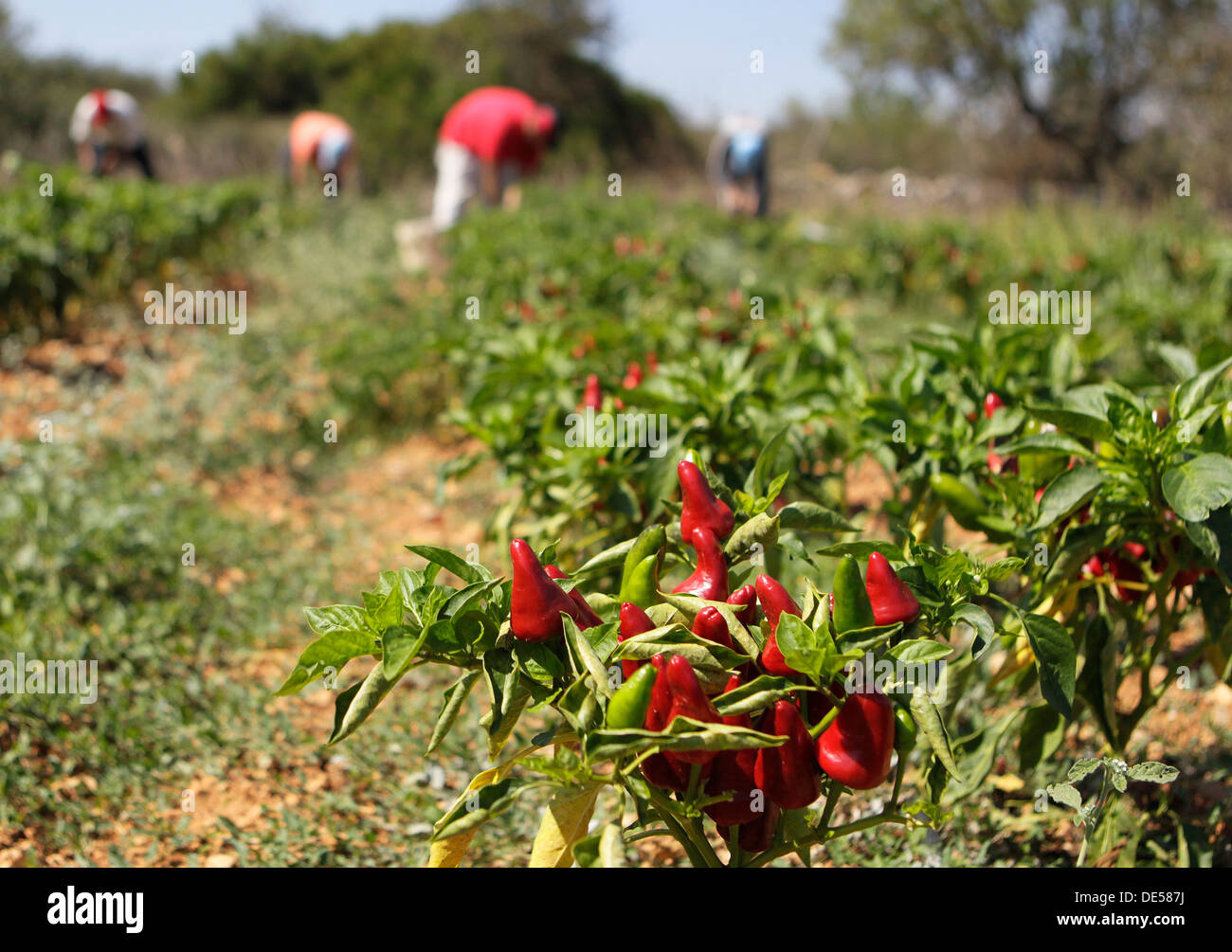 Red chily peppers are cropped in a Spanish farm Stock Photo - Alamy