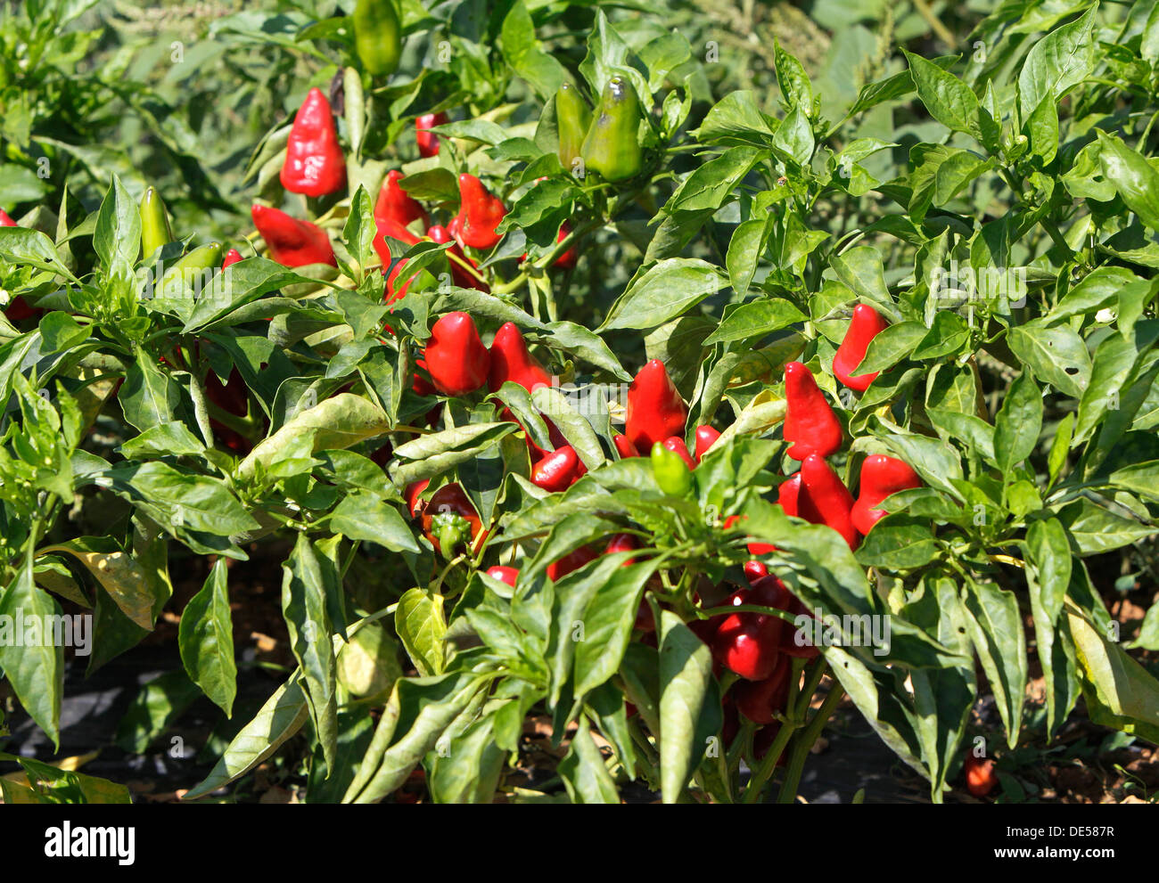 Red chily peppers are cropped in a Spanish farm Stock Photo: 60352539 ...