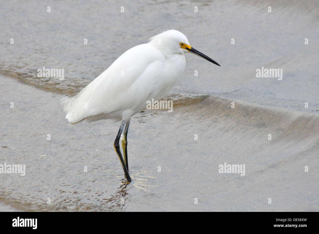 Young egret Stock Photo