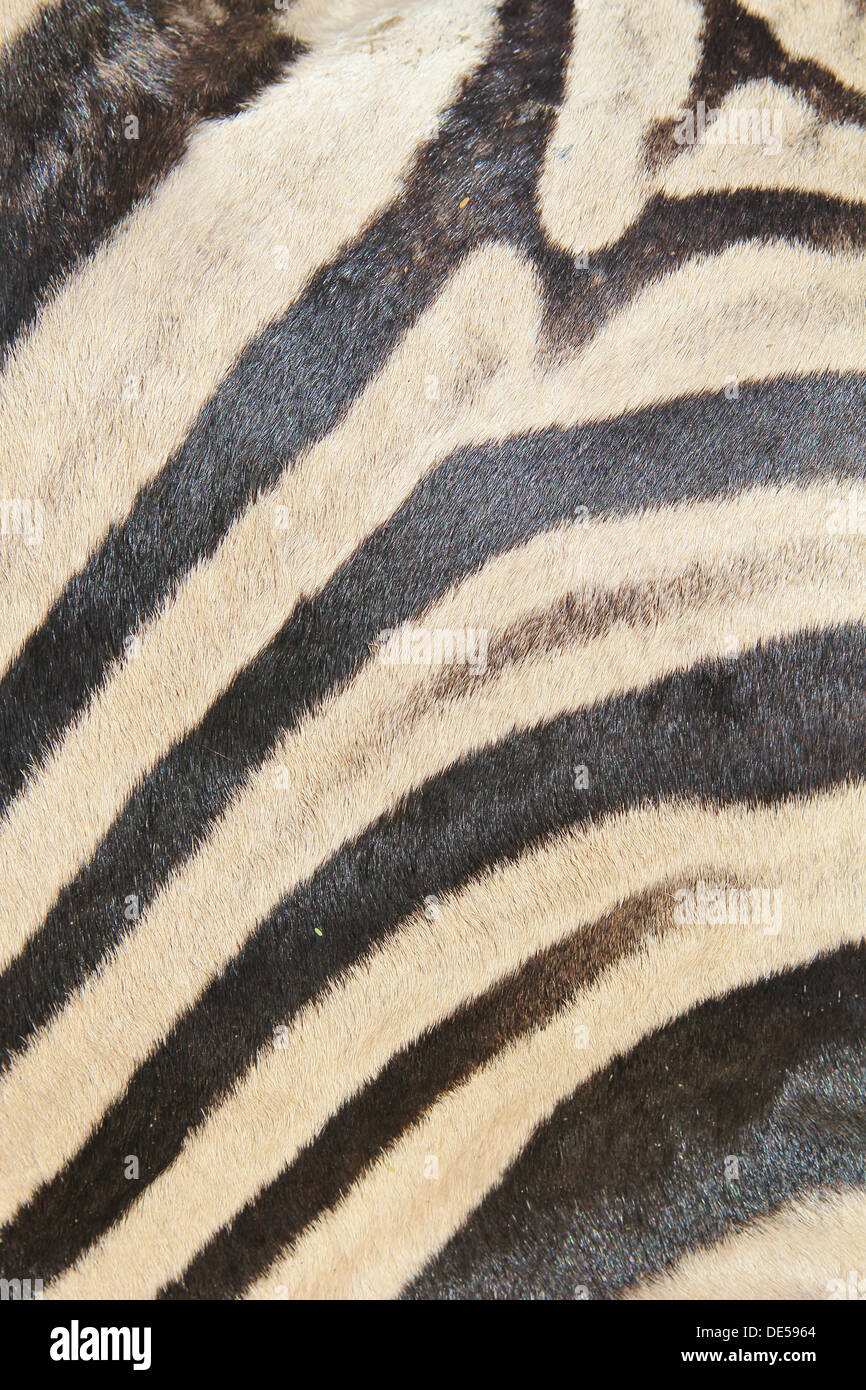 Zebra Stripes - Wildlife Background from Africa - Beauty of Color and Unique Markings Stock Photo