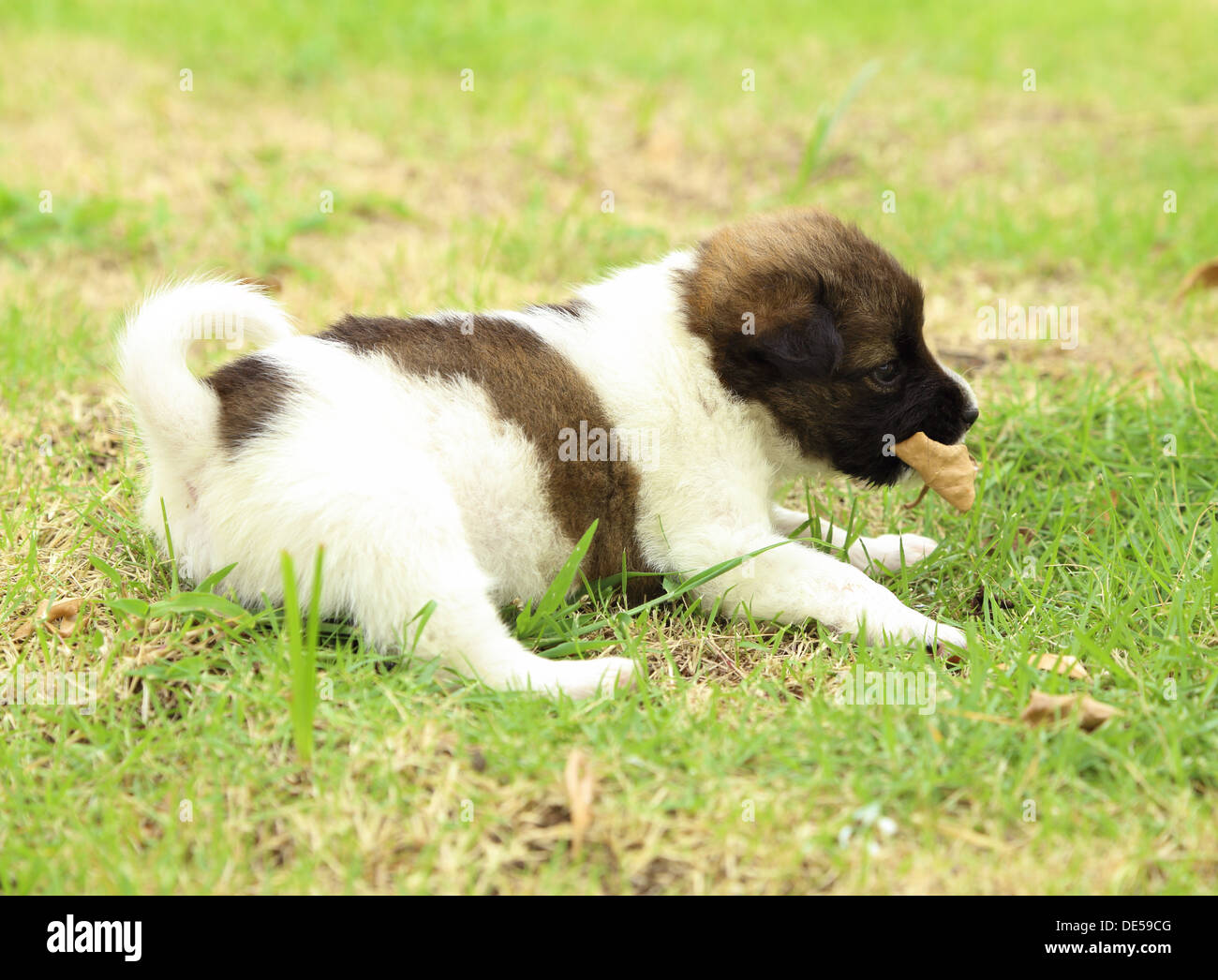 puppy dog resting on the grass Stock Photo - Alamy