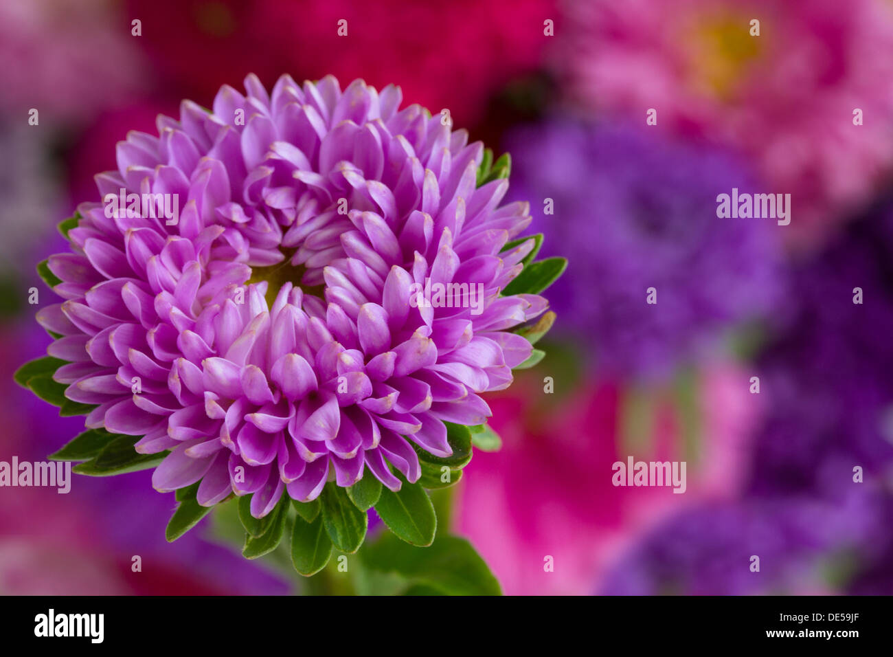 violet aster flower Stock Photo Alamy
