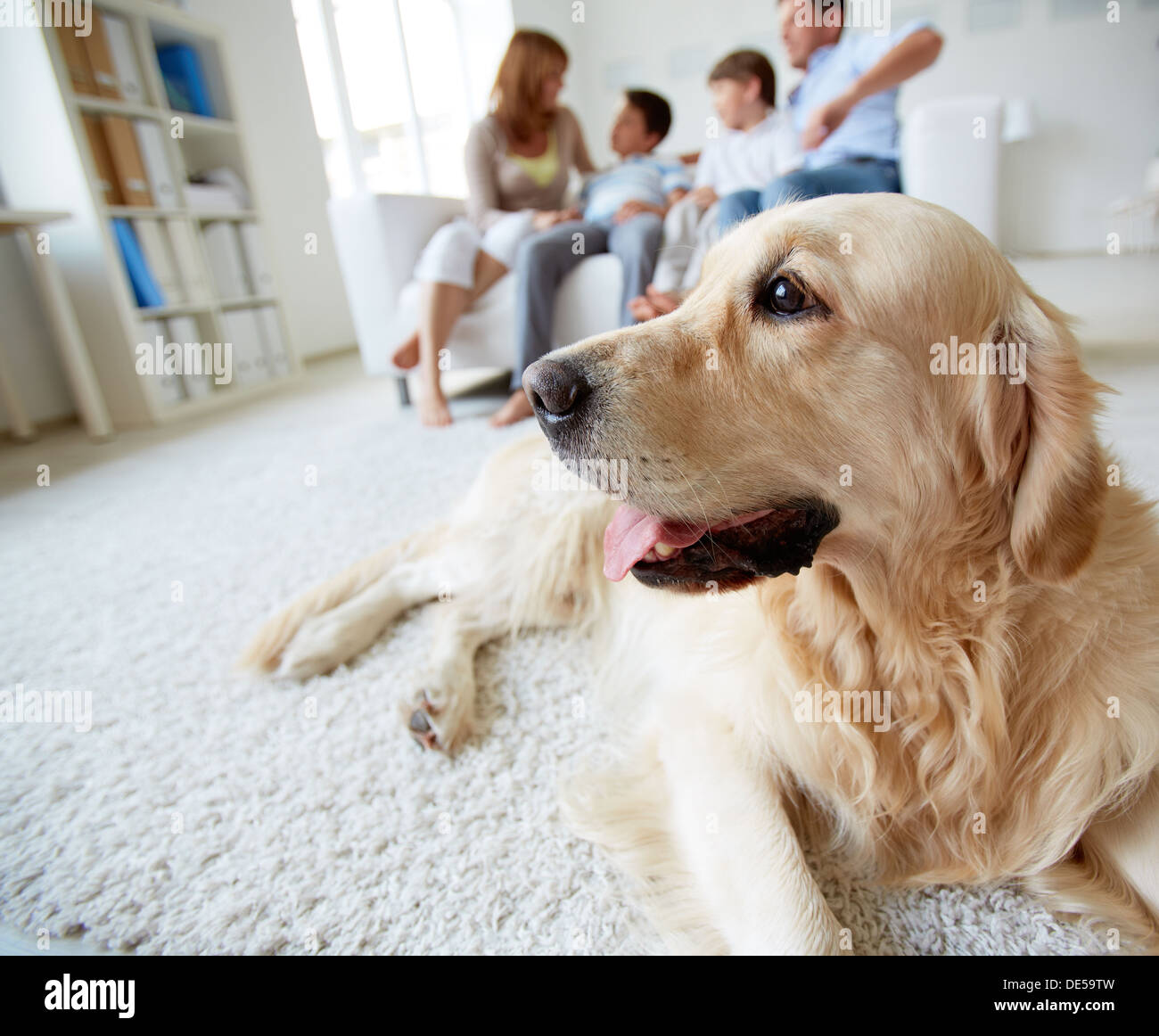 Portrait of cute pet lying on the floor on background of family of four having rest at home Stock Photo