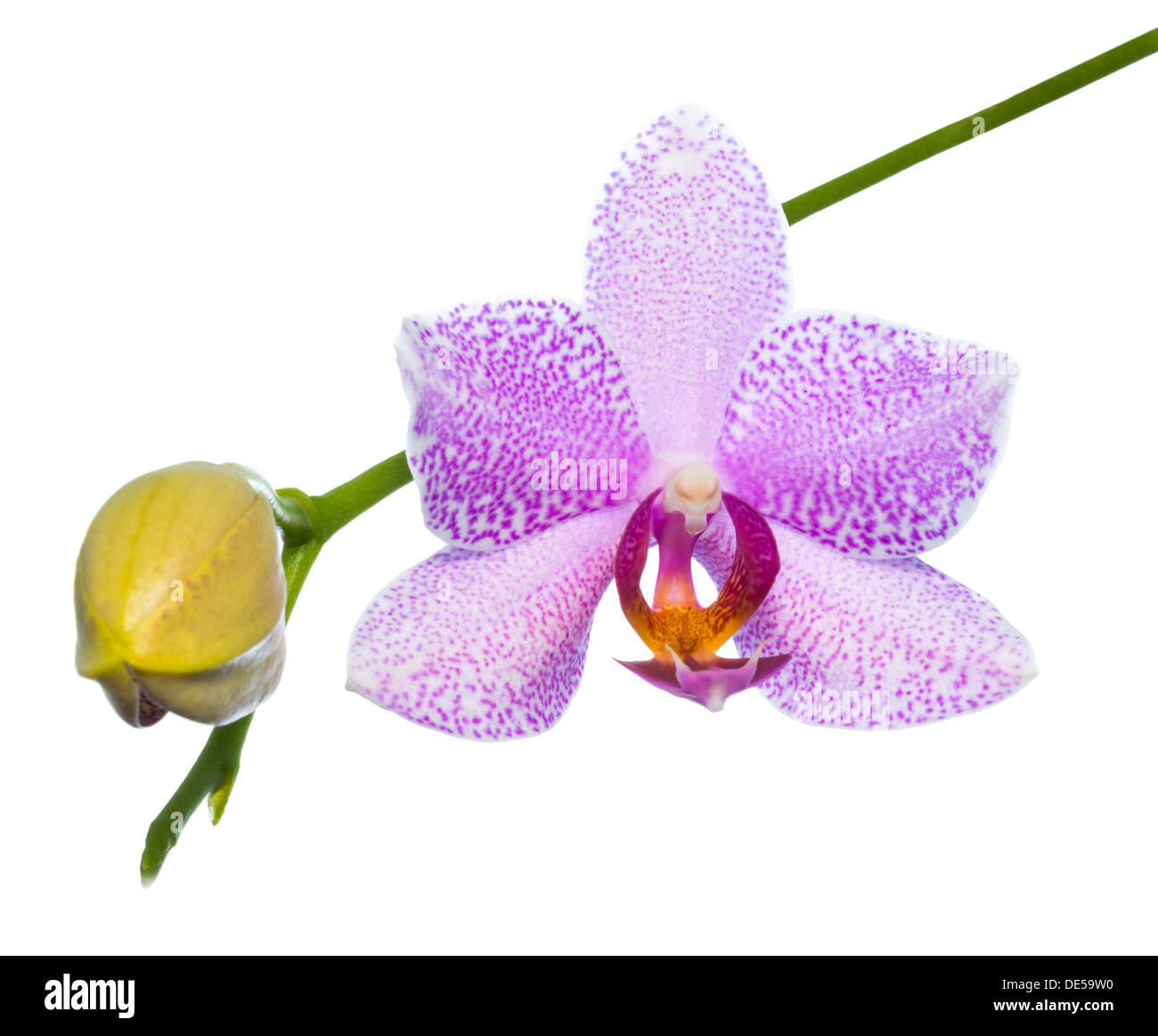 Blooming lilac orchid isolated on the white, background Stock Photo