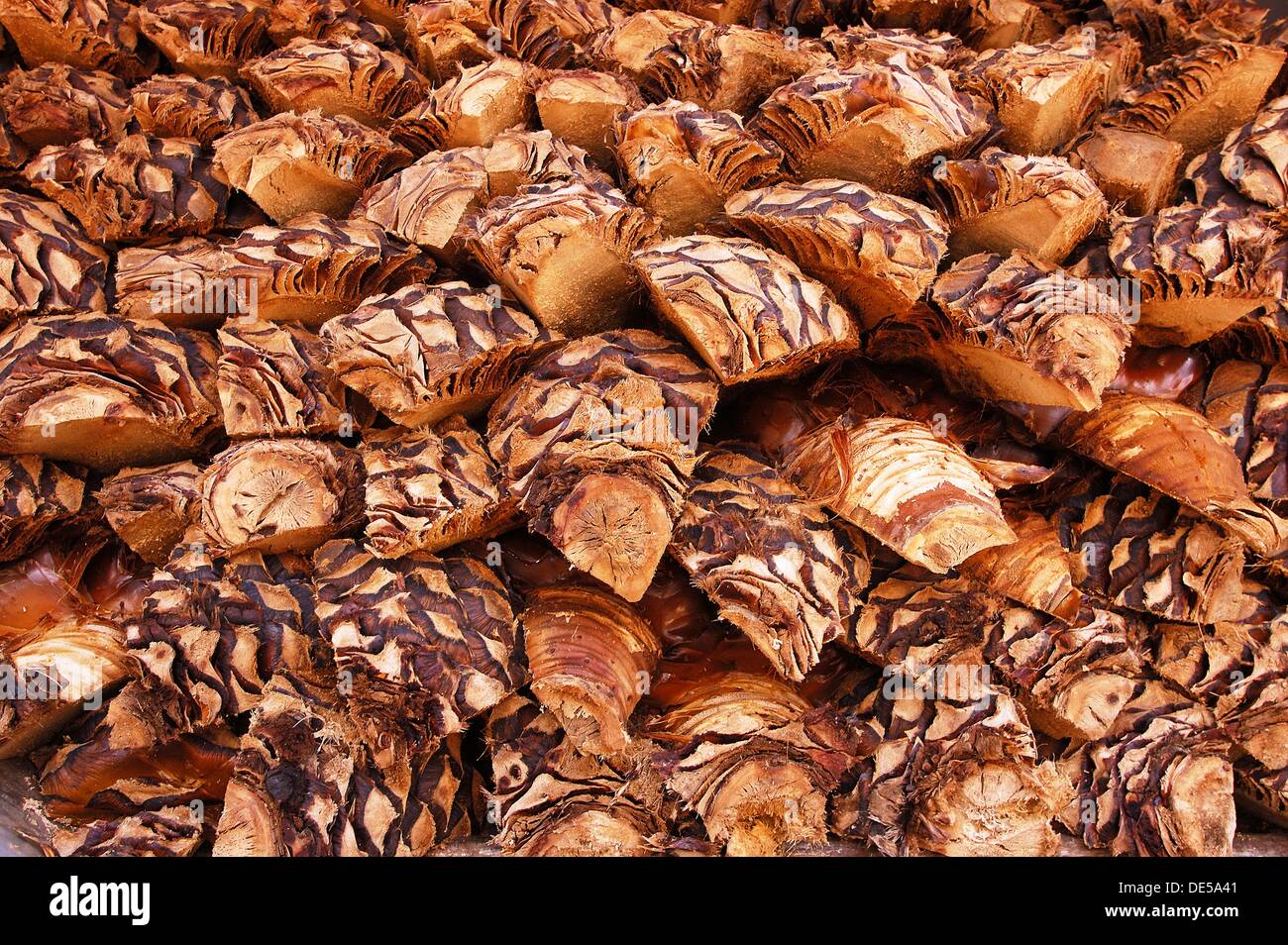 Factory of the famous Tequila Corralejo, Penjamo, Guanajuato, Mexico