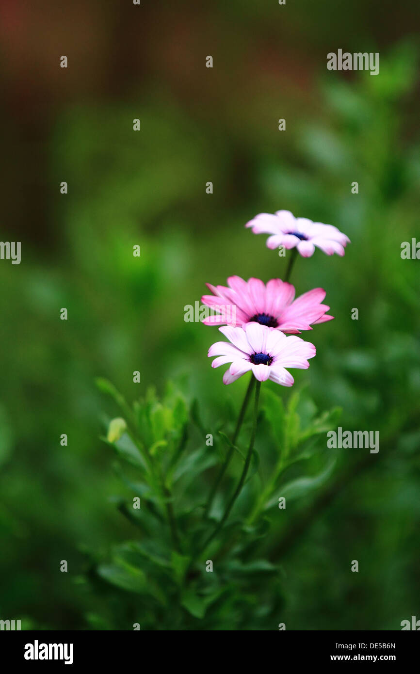 African Cape Rain Daisy (Dimorphotheca pluvialis) with blurred out of focus background Stock Photo