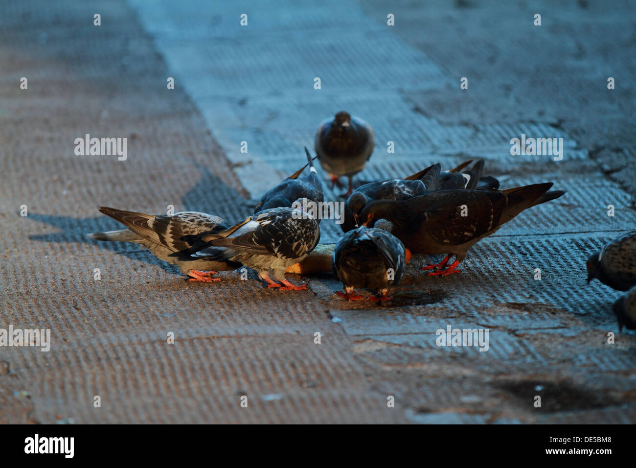 Several feral Pigeons feeding on a piece of bread thrown to them. Stock Photo
