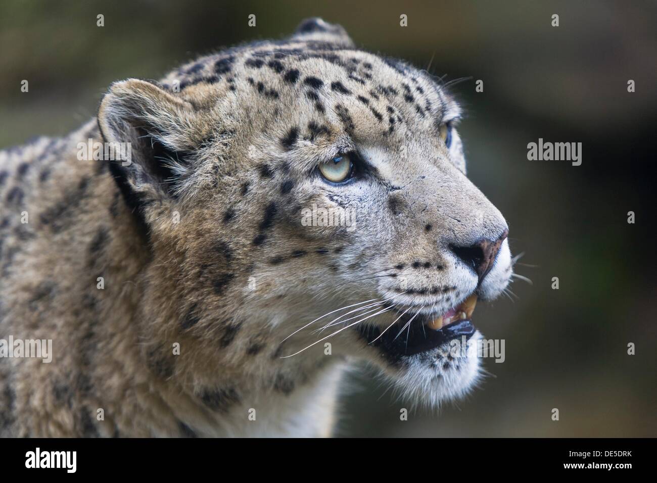 A portrait of an adult snow leopard (Panthera unica) Stock Photo