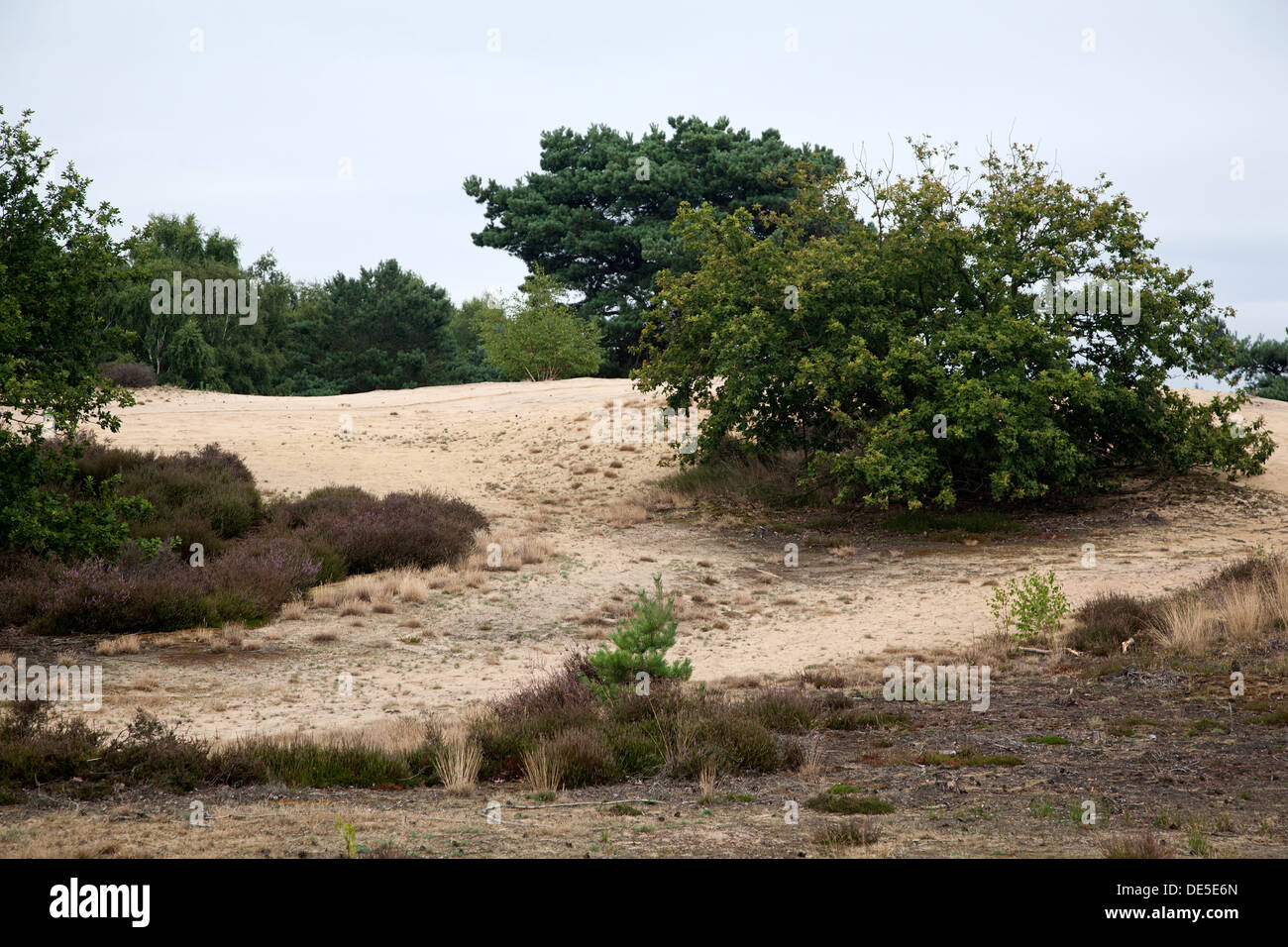 Sand drift in De Maasduinen National Park, Limburg, Netherlands Stock Photo