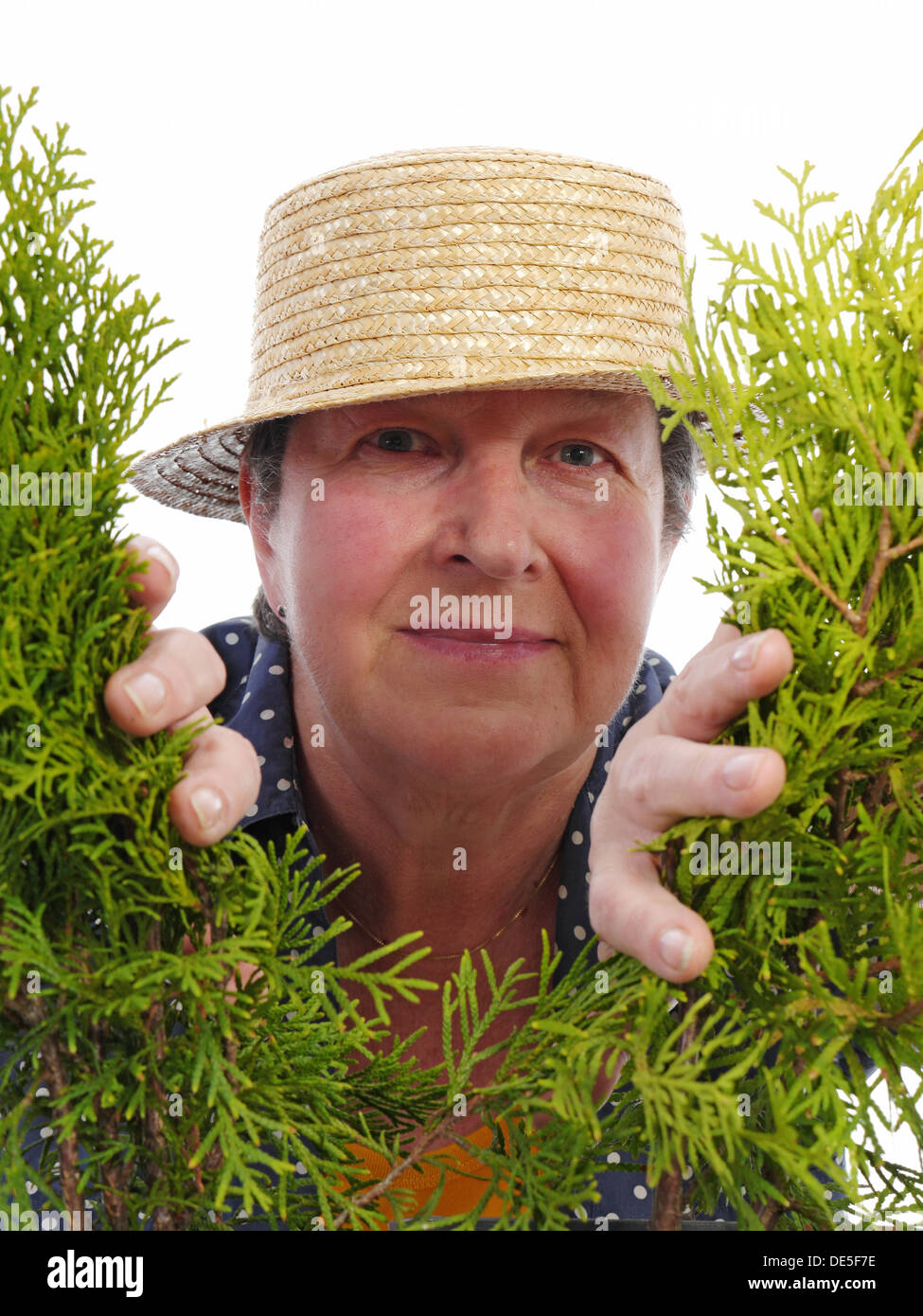 Happy female senior gardener wearing straw hat looking through thuja trees Stock Photo