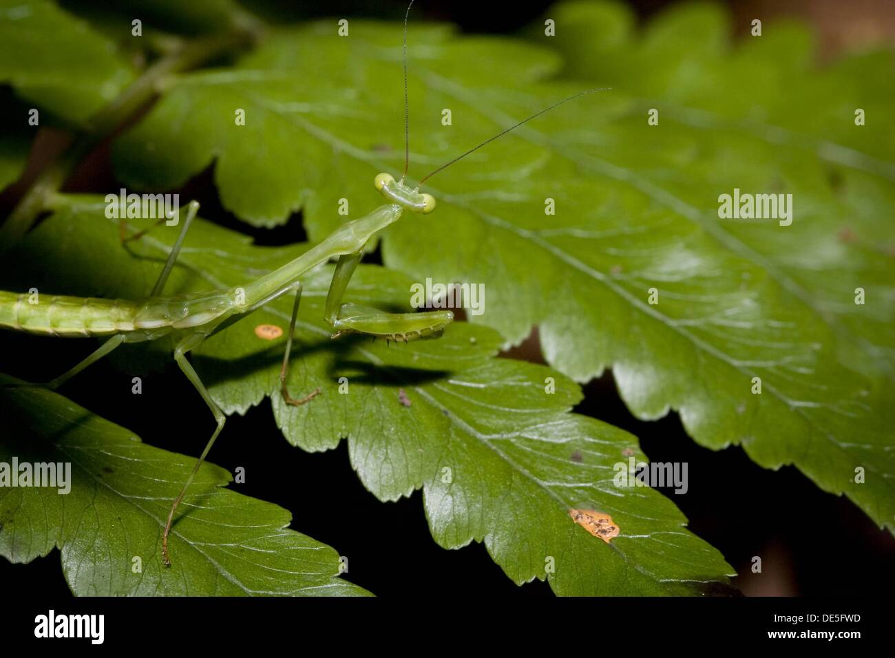 Praying mantis, order Mantodea Photographed in the mountains of Costa