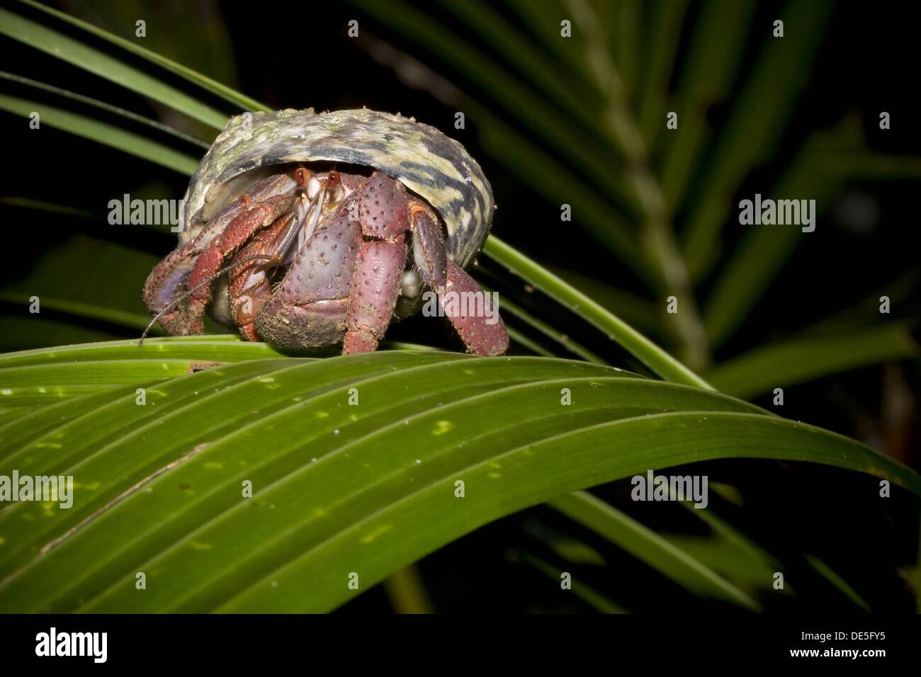 Hermit crab climbing a young coconut palm Photographed in Costa Rica