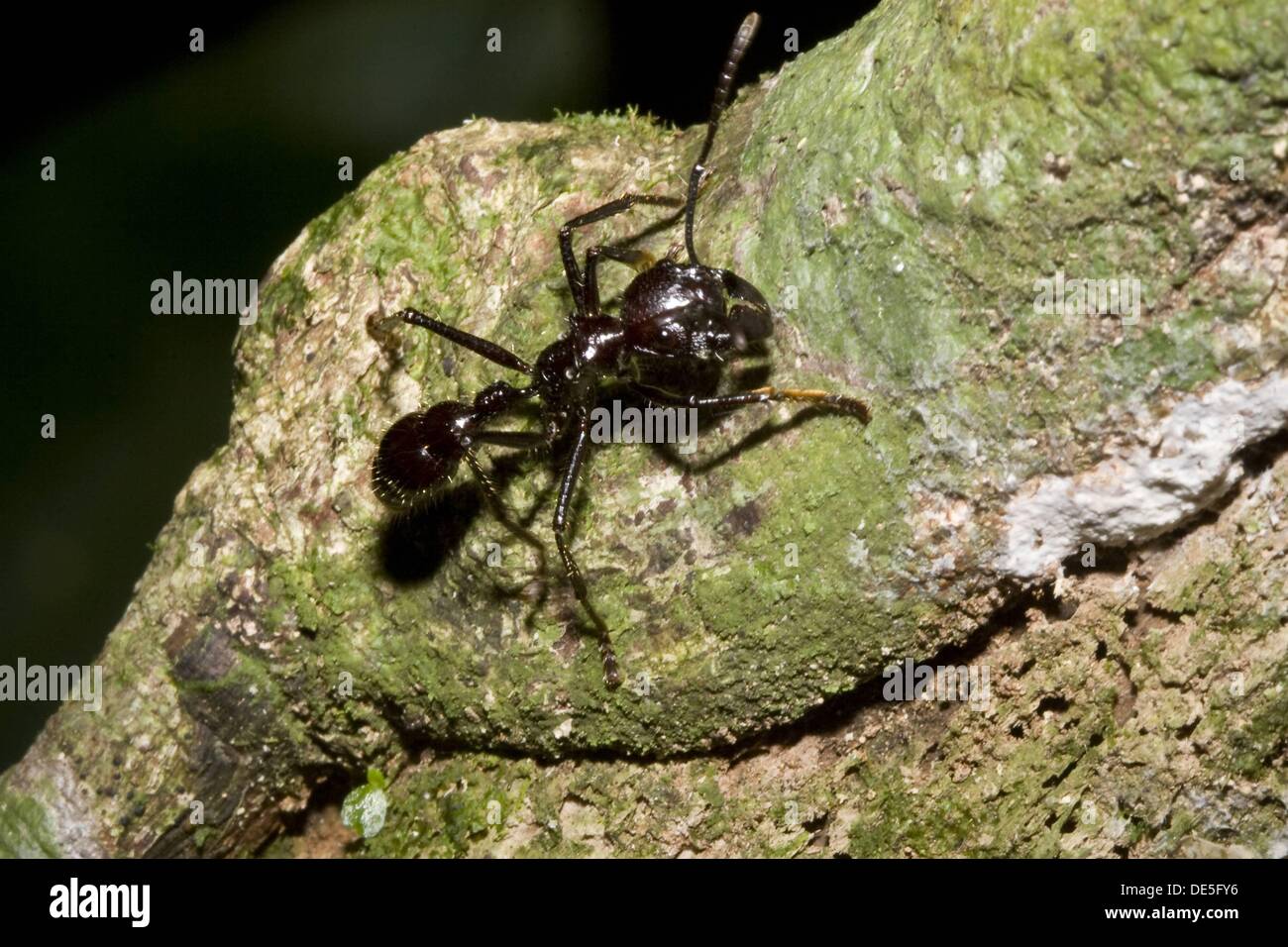 Bullet ant habitat High Resolution Stock Photography and Images - Alamy