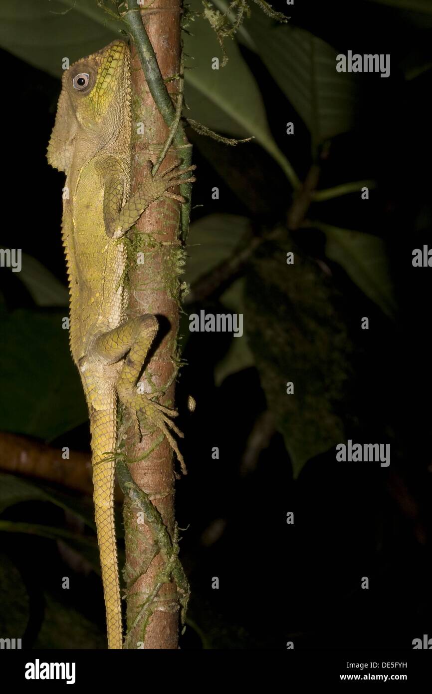 A casque-headed lizard, Corytophanes cristatus, perched on a branch  Photographed in Costa Rica Stock Photo