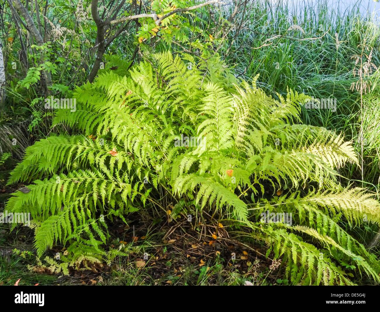 lady fern, athyrium filix-femina Stock Photo