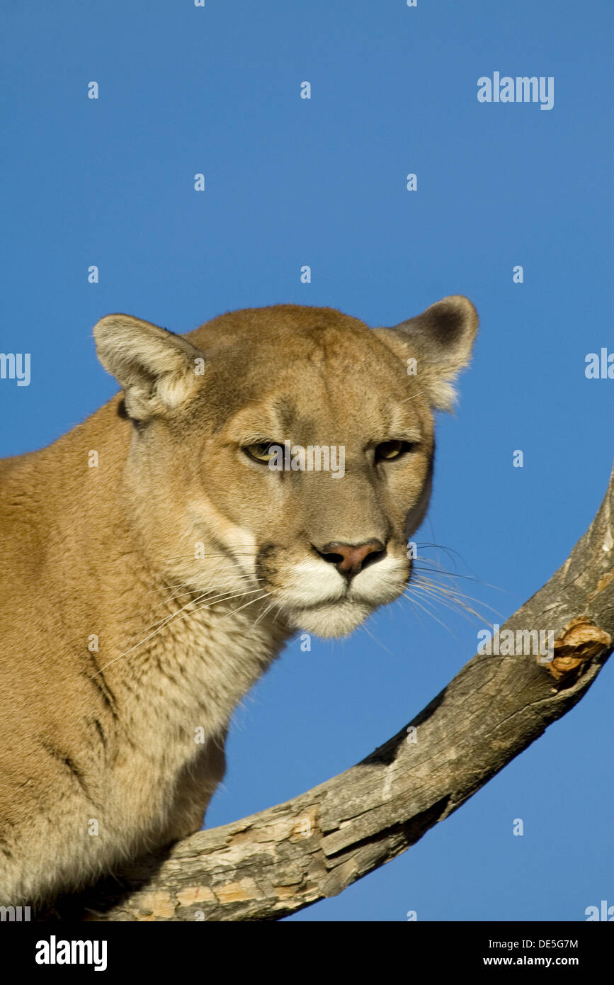 A Cougar Sits in a Tree to Get a Better Look Stock Photo Alamy