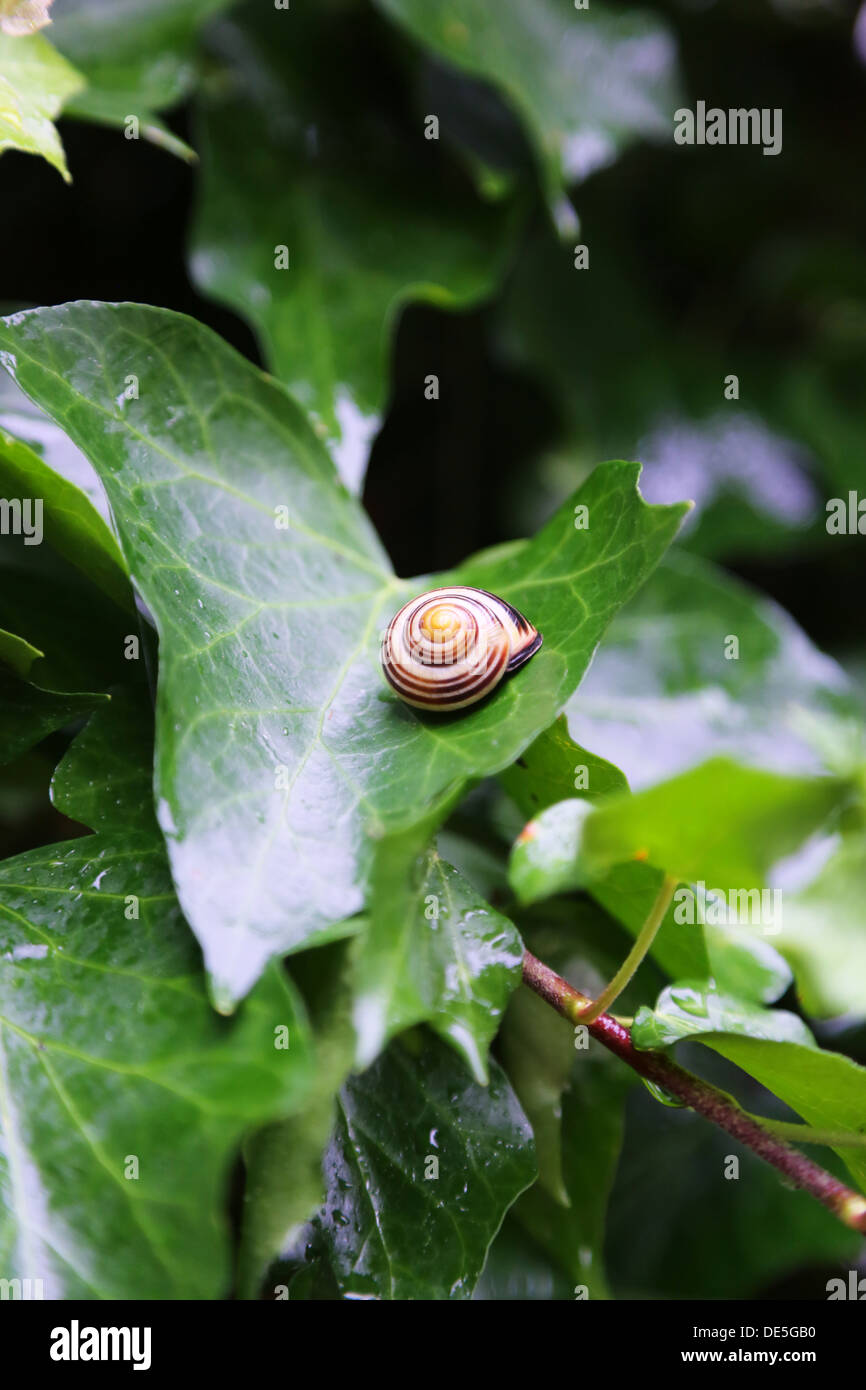 Spiral snail shell on green leaf Stock Photo Alamy