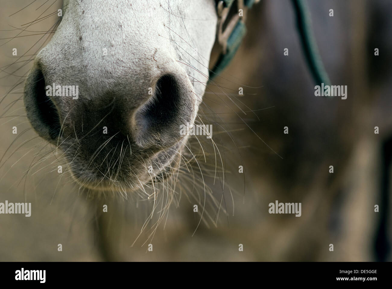 Detail of a mule Stock Photo