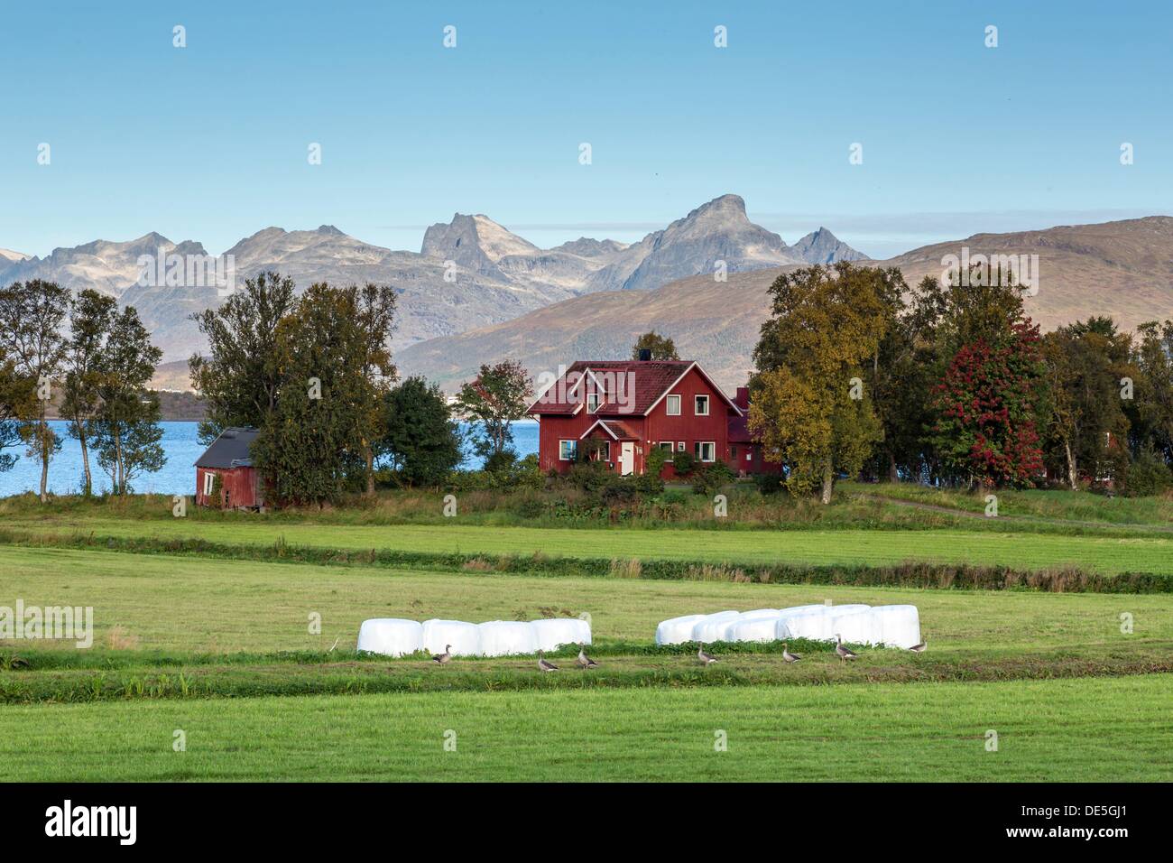 agriculture in northern Norway Stock Photo - Alamy