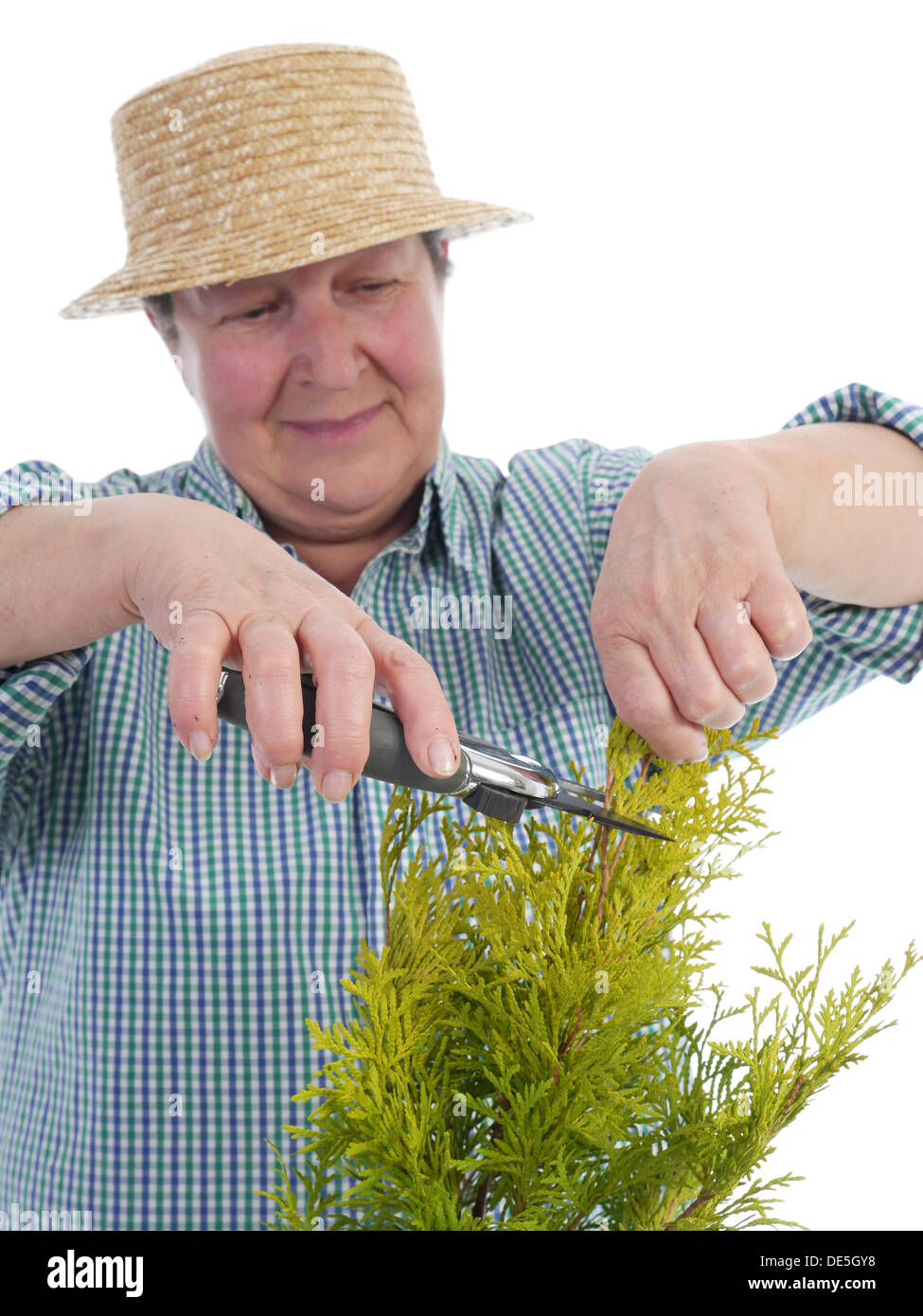 Female senior gardener forming thuja tree using garden shears Stock