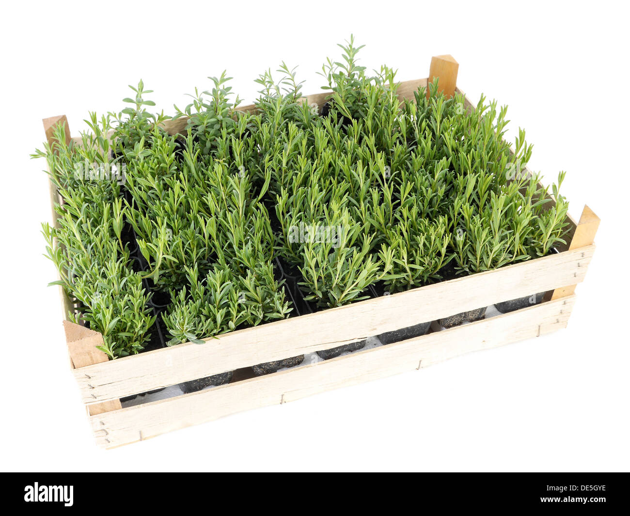 Wooden crate full of aspic seedlings shot on white Stock Photo