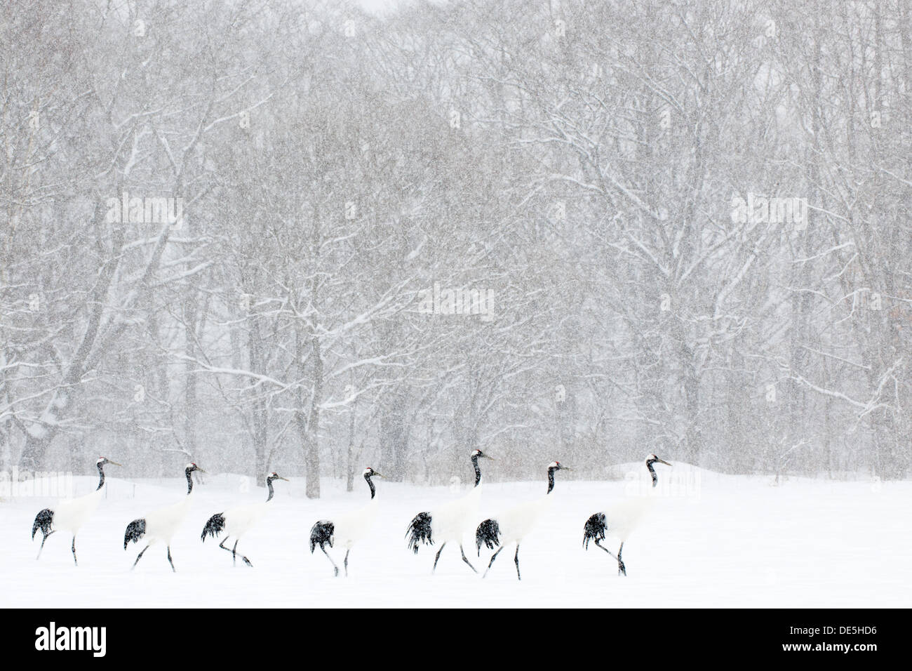 Japanese cranes walking in line in front of snow covered forest. Stock Photo