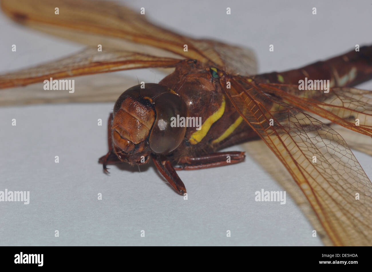 Brown Hawker Dragonfly ( Aeshna grandis ) Stock Photo