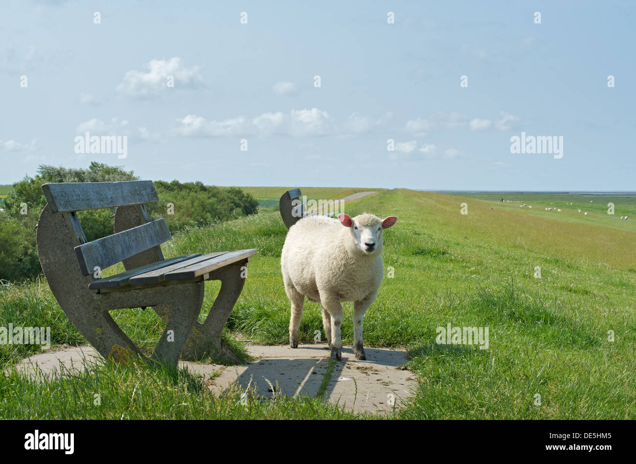 A sheep on a dike at the North Sea Stock Photo