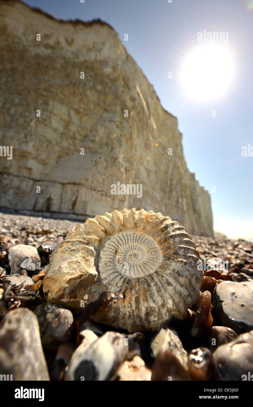 Ammonite fossil on beach at Birling Gap, Seven Sisters, East Sussex Stock Photo