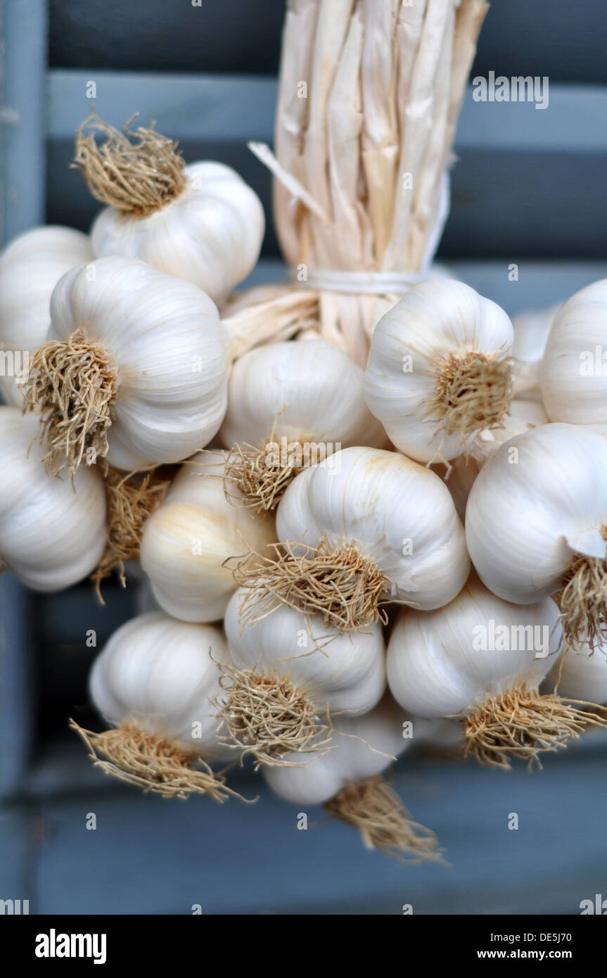 Garlic bulbs braid drying on a shutter of a country house Stock Photo