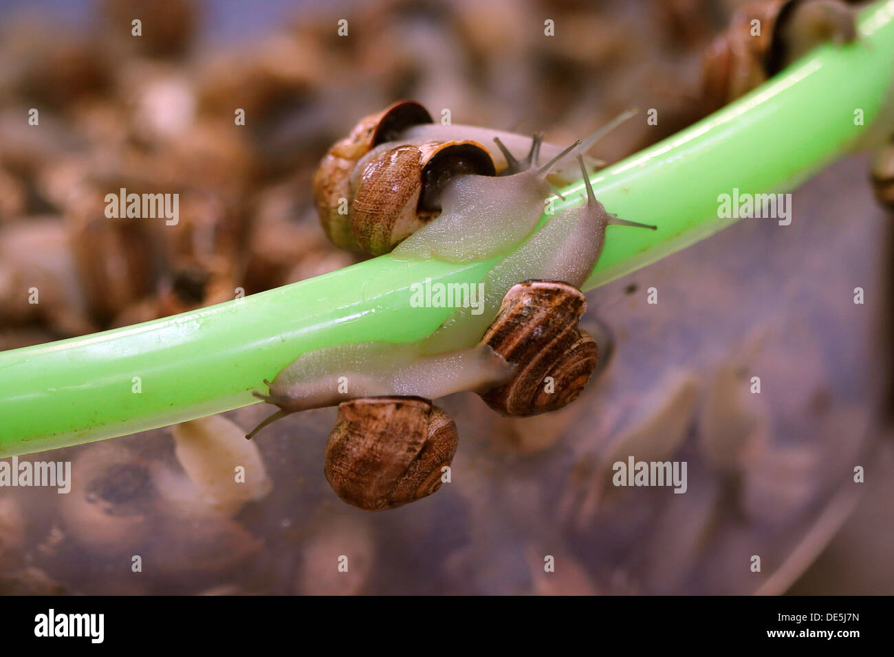 Live snails hi-res stock photography and images - Alamy