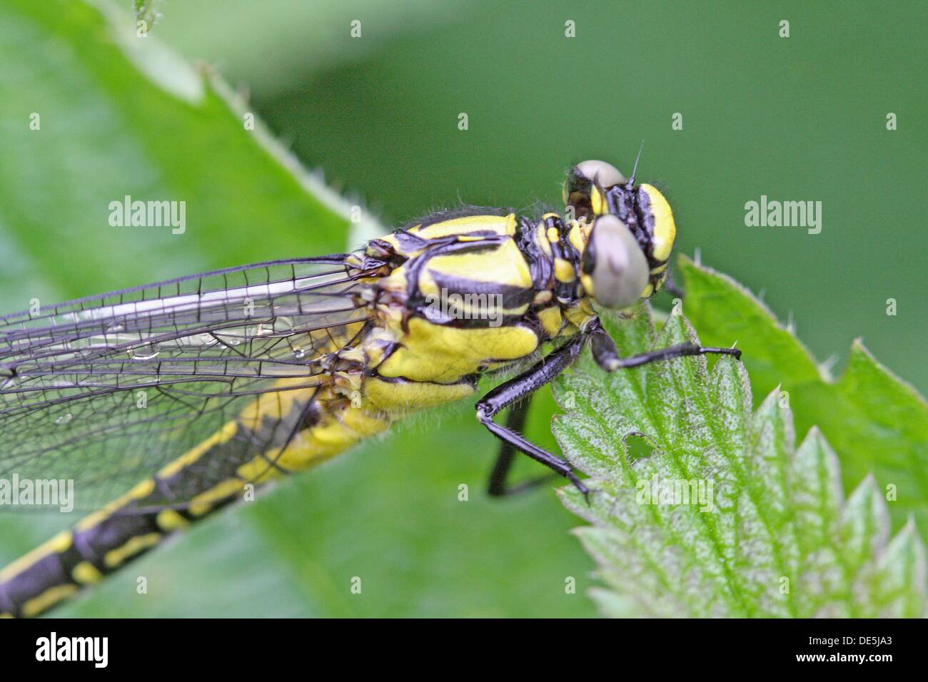 Newly emerged Common Clubtail from exuvia  Upper body  Clings to nettle leaf  Wings extended but draining  Water droplets can Stock Photo