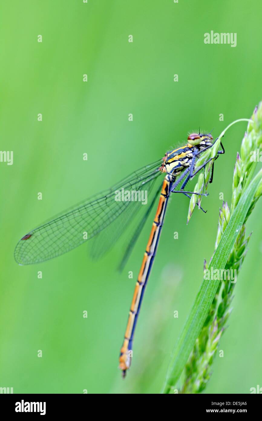Coenagrion species  Immature male damselfly hangs on grass tuft  Thorax is brown and gold with reddish tail  Blue stripe is on Stock Photo