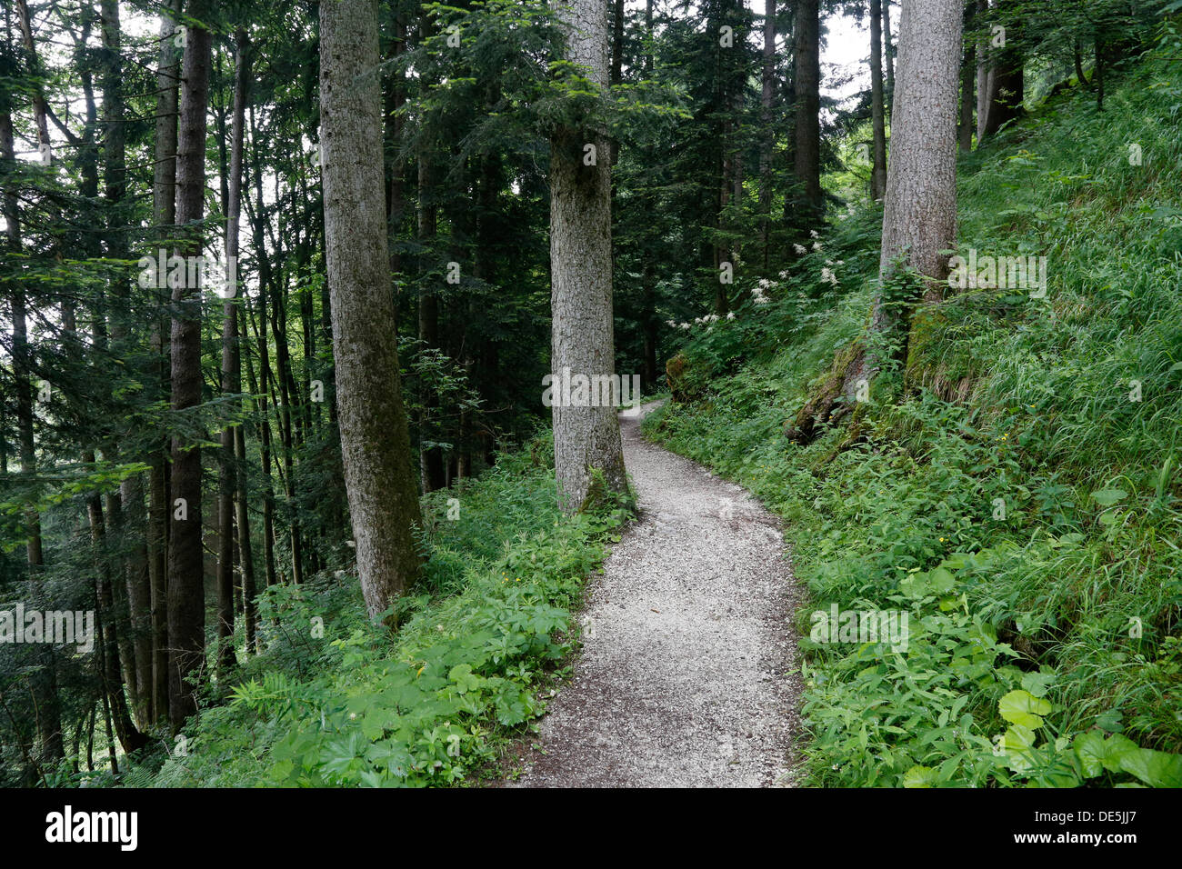 Hiking trail in a forest Stock Photo